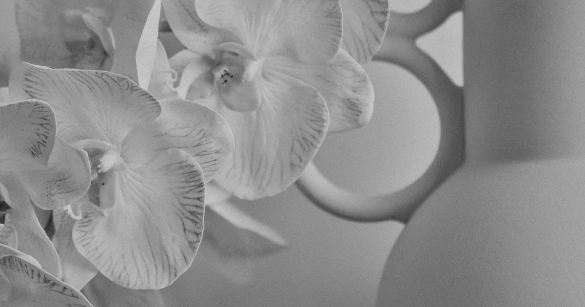 A captivating black and white close-up of elegant orchids in a ceramic vase.