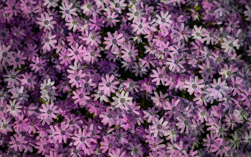 A vibrant display of pink Phlox flowers in full bloom, showcasing delicate petals and lush growth.