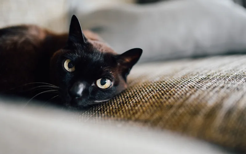 A serene black cat with yellow eyes is lying on a textured sofa indoors, radiating calmness.